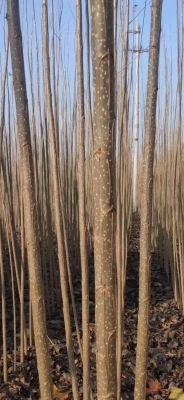 赤峰苗木廠生產(chǎn)商家電話號碼-第1張圖片