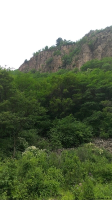 赤峰回收綠植的地方電話號碼-第1張圖片