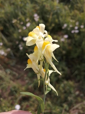 赤峰市抓花小豬客服電話號(hào)碼-第1張圖片