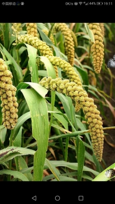 赤峰市田玉中診所電話號碼-第1張圖片