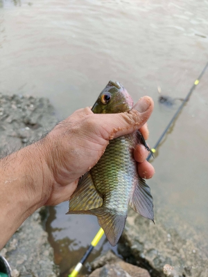 赤峰堡三橋釣魚地點電話號碼-第1張圖片