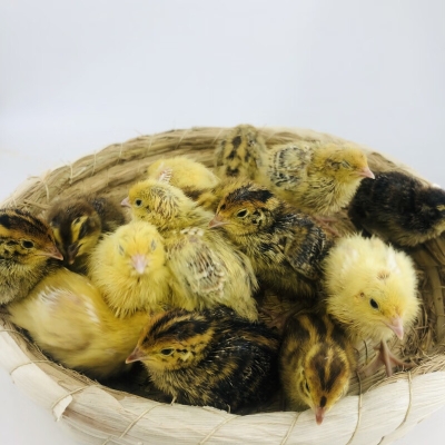 赤峰鵪鶉種蛋廠家電話號(hào)碼查詢(xún)-第1張圖片