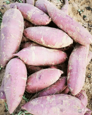 赤峰平莊味蕾蛋糕電話號(hào)碼查詢-第1張圖片