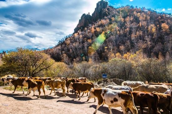 赤峰七彩城榮耀店電話號碼-第1張圖片
