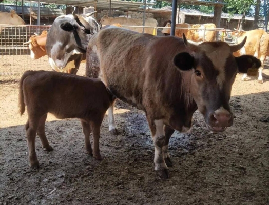 赤峰市保胎小母牛出售電話號(hào)碼-第1張圖片
