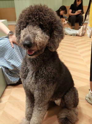 赤峰巨貴美容院地址電話號碼-第1張圖片