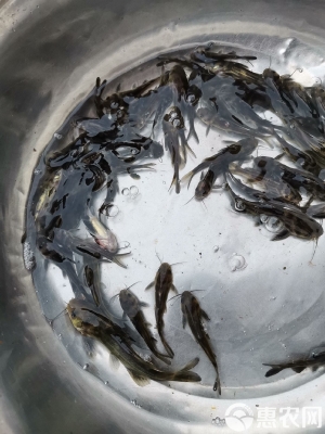 赤峰黃辣丁魚批發(fā)電話號碼-第1張圖片