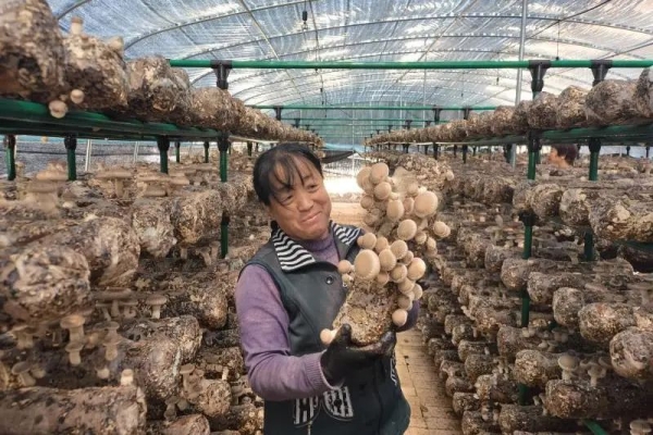 內(nèi)蒙古赤峰香菇基地電話號(hào)碼-第1張圖片