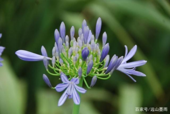 赤峰植物研究所電話多少號(hào)-第1張圖片