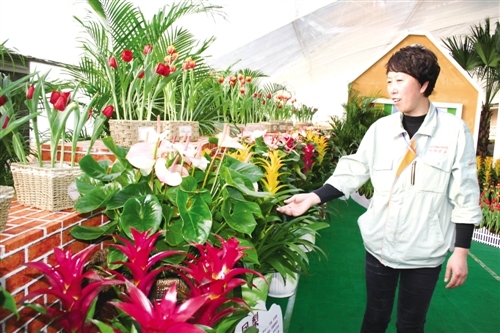 赤峰市鮮花加盟電話號(hào)碼查詢-第1張圖片