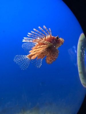 赤峰水族館團購電話地址查詢-第1張圖片