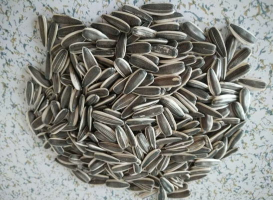 赤峰市收購葵花籽電話號(hào)碼-第1張圖片