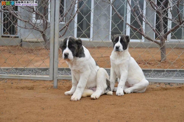 赤峰市中亞犬舍地址電話號碼-第1張圖片