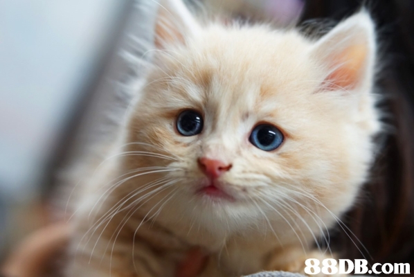 赤峰二手貓包出售電話號(hào)碼-第1張圖片