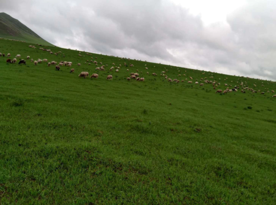 赤峰活羊養(yǎng)殖場電話地址查詢-第1張圖片