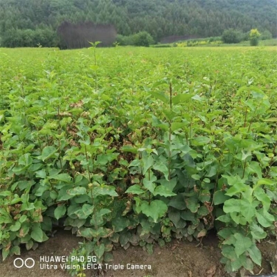 赤峰樹苗基地直銷網(wǎng)站電話號(hào)碼-第1張圖片