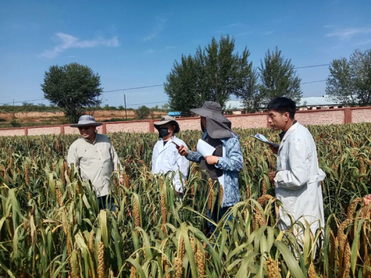 赤峰中藥材種子市場電話號碼-第1張圖片