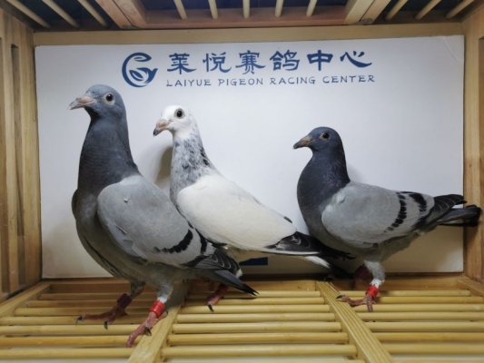 赤峰雨點(diǎn)公司地址查詢電話號碼-第1張圖片