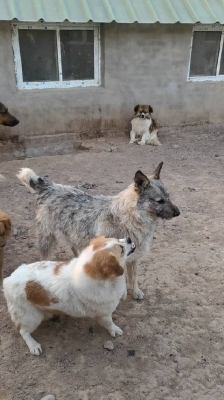 赤峰寵物狗回收電話(huà)是多少號(hào)-第1張圖片