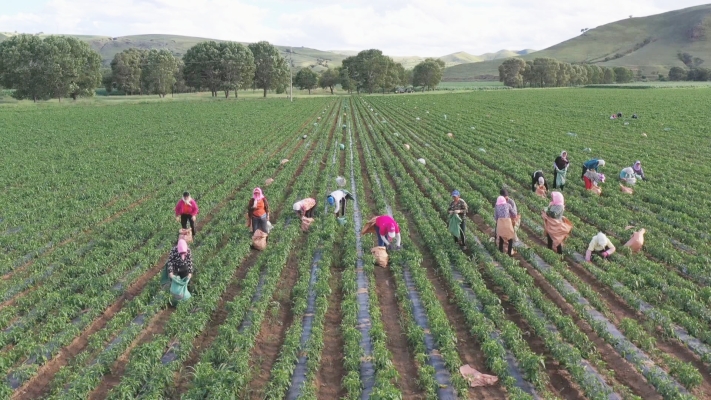 赤峰種植曲麻菜基地電話號碼-第1張圖片