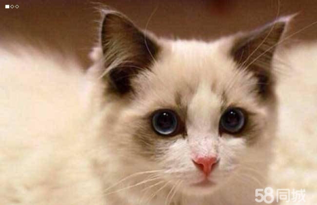 赤峰幼貓直播出售同城電話號(hào)碼-第1張圖片