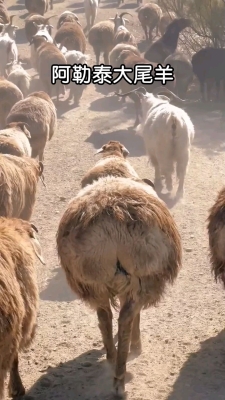 赤峰市大尾羊飯店電話號(hào)碼-第1張圖片