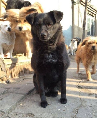 赤峰市狗狗救助站電話號(hào)碼-第1張圖片