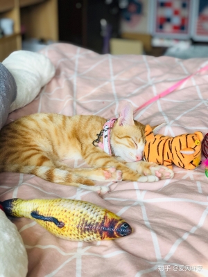 赤峰市貓咪出售群電話號碼-第1張圖片