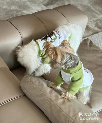 赤峰寵物店小狗電話多少號(hào)-第1張圖片