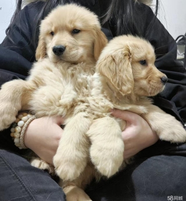 赤峰出售寵物狗的地方電話號(hào)碼-第1張圖片