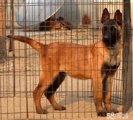 赤峰賣馬犬狗幼犬同城電話號碼-第1張圖片