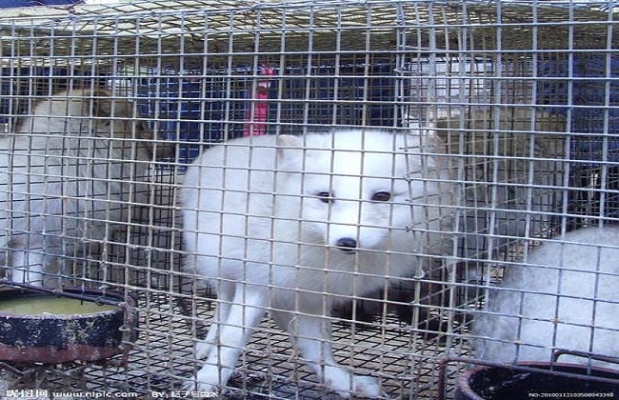 赤峰市狐貍養(yǎng)殖基地電話號(hào)碼-第1張圖片