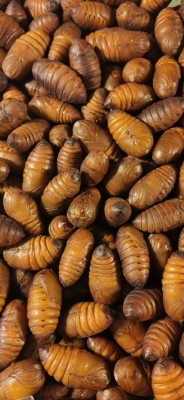 赤峰紅山區(qū)龍蚌社區(qū)電話號(hào)碼-第1張圖片