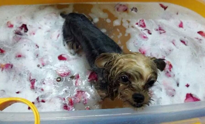 赤峰市寵物剪毛團購電話號碼-第1張圖片