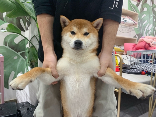 赤峰萌寵團(tuán)購電話多少號-第1張圖片