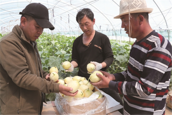 赤峰團(tuán)購采摘園電話多少號(hào)-第1張圖片