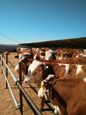 赤峰市養(yǎng)牛合作社電話號碼-第1張圖片