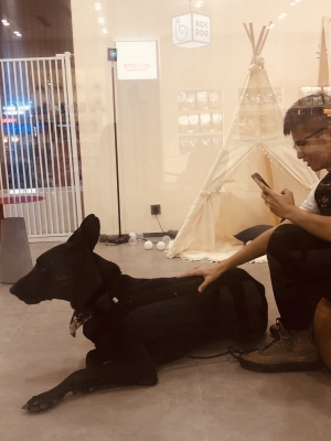 赤峰大型寵物店電話號碼多少-第1張圖片