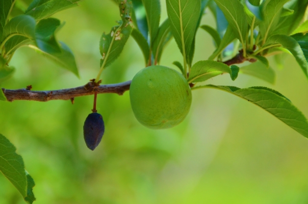 赤峰香蕉李子代收電話號(hào)碼查詢-第1張圖片