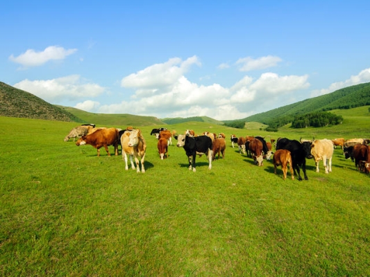 赤峰綠之韻超市電話地址查詢-第1張圖片