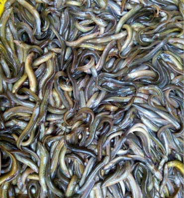 赤峰有回收寵物魚的嗎電話號(hào)碼-第1張圖片