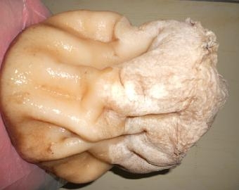 赤峰太歲收藏館電話號(hào)碼查詢-第1張圖片