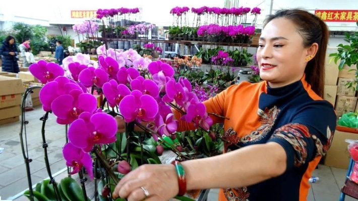 赤峰回收綠植電話號碼多少-第1張圖片