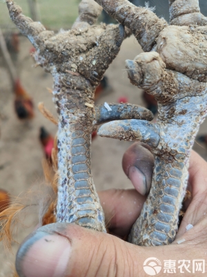 赤峰賣散養(yǎng)大公雞電話號碼-第1張圖片