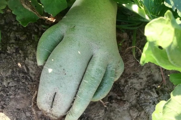 赤峰小豆豆農(nóng)場電話號碼查詢-第1張圖片