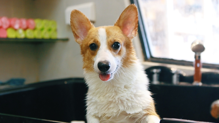 赤峰王府寵物店電話多少號(hào)-第1張圖片