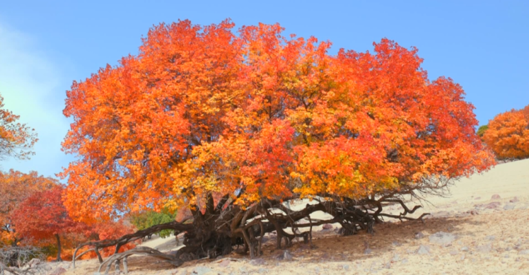 赤峰紅武食尚店電話地址查詢-第1張圖片