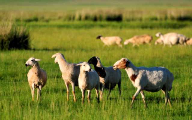 赤峰綠色捷達(dá)4s店電話號(hào)碼-第1張圖片