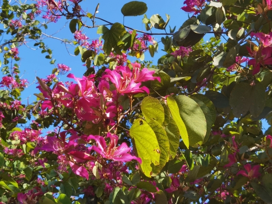 赤峰花花牛飲料廠地址電話號碼-第1張圖片