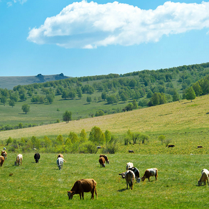 赤峰錦惠大藥房電話多少號(hào)-第1張圖片